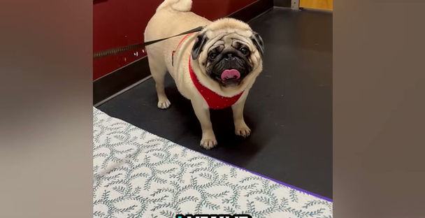 Artemis Goes to Therapy - Vlog #1